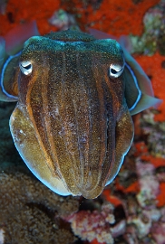 Birmanie - Mergui - 2018 - DSC03215 - Broadclub cuttlefish - Seiche - Sepia latimanus